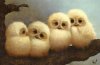 OwL Chix.jpg