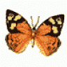 zynp_mat