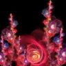 nefize