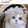 SAİLOR